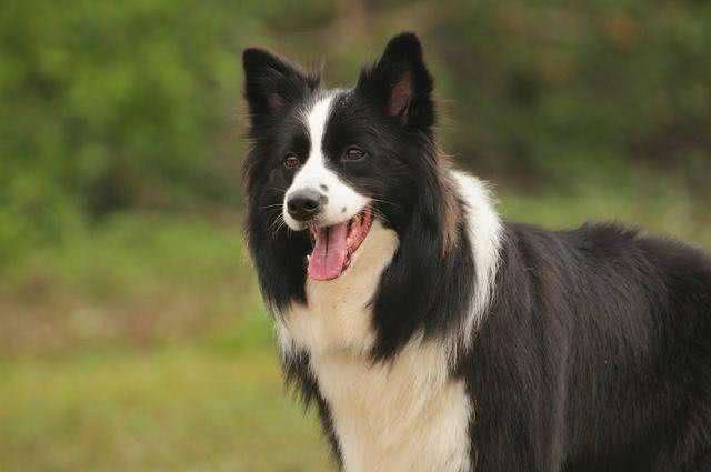 边牧作为最聪明的狗,为什么养的人却不多呢?