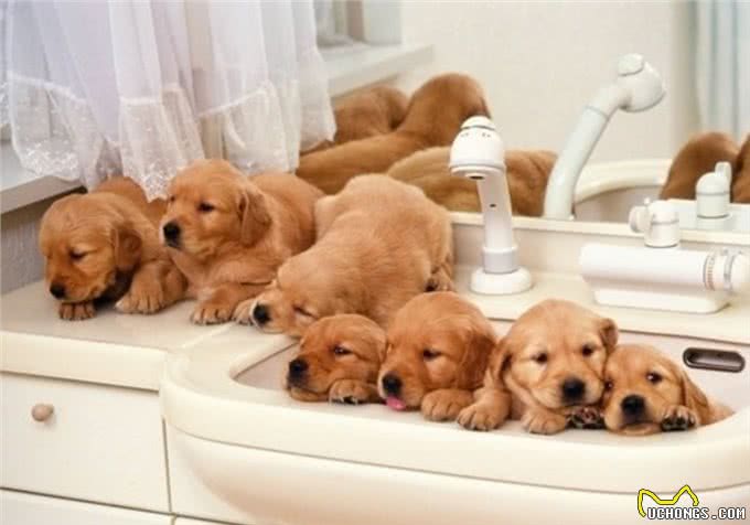 狗狗多吃什么食物对身体好?