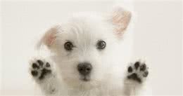 狗狗多吃什么食物对身体好?