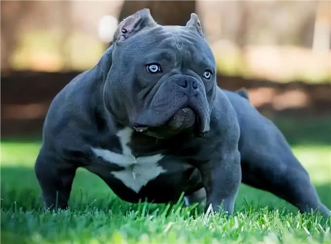 为什么养美国恶霸犬的人越来越多?网友:养了就不想换狗了