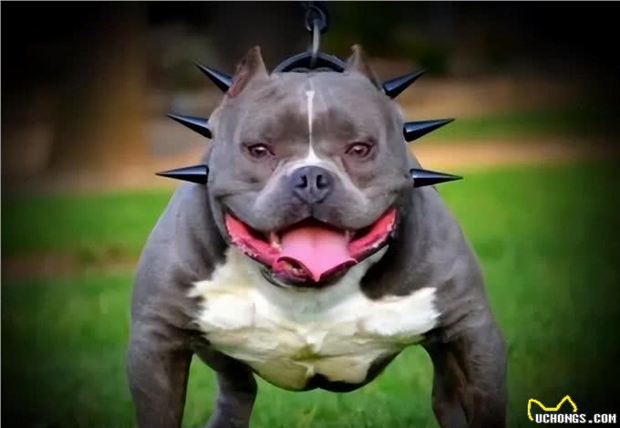 为什么养美国恶霸犬的人越来越多?网友:养了就不想换狗了