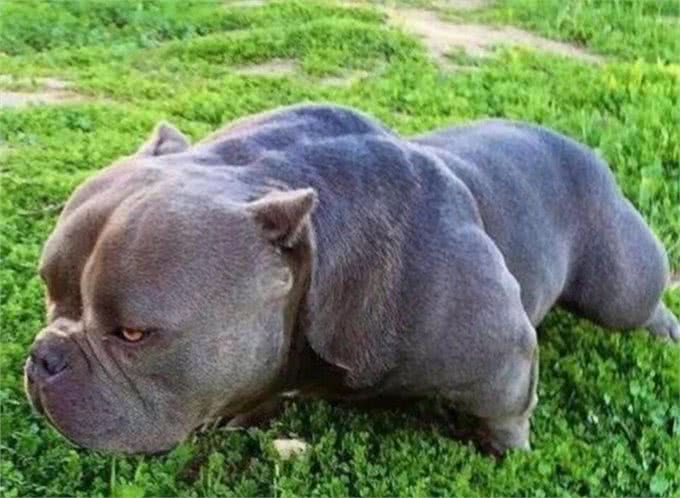 为什么养美国恶霸犬的人越来越多?网友:养了就不想换狗了