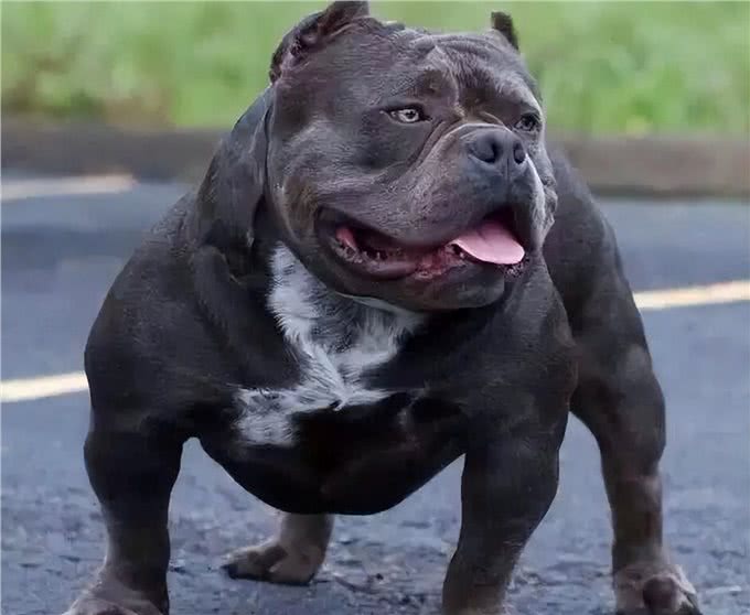 为什么养美国恶霸犬的人越来越多?网友:养了就不想换狗了