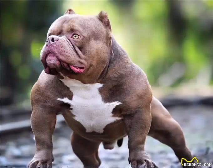 为什么养美国恶霸犬的人越来越多?网友:养了就不想换狗了