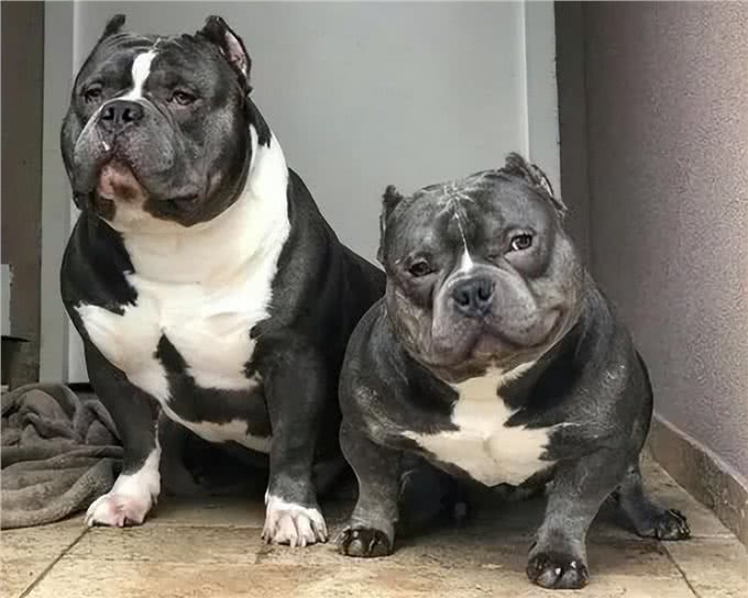 为什么养美国恶霸犬的人越来越多?网友:养了就不想换狗了