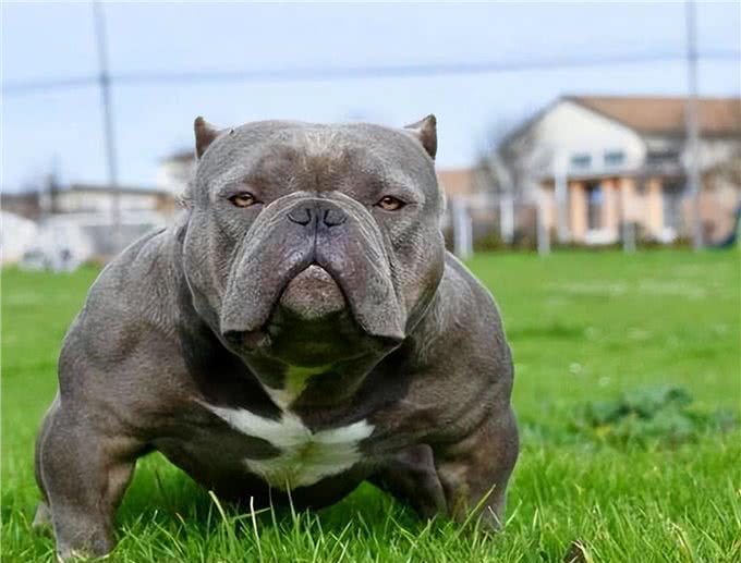 为什么养美国恶霸犬的人越来越多?网友:养了就不想换狗了