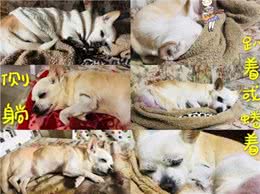 狗狗睡眠小知识