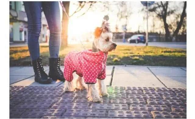 你修理我的狗,我一定修理你!