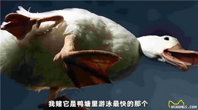 如果是你,你愿意花高价购买这样奇异的稀有宠物吗?