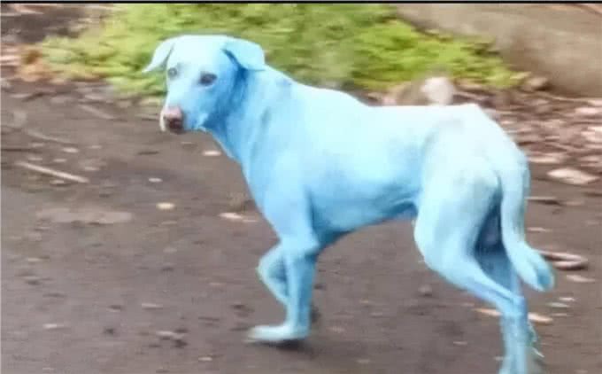 如果是你,你愿意花高价购买这样奇异的稀有宠物吗?