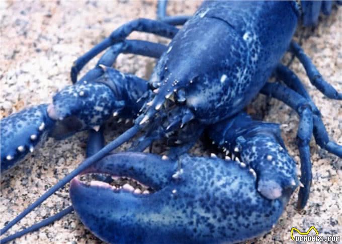 如果是你,你愿意花高价购买这样奇异的稀有宠物吗?