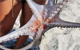 如果是你，你愿意花高价购买这样奇异的稀有宠物吗?