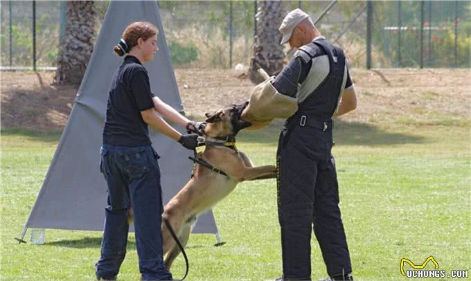 你知道马里努阿犬是中国等国家的军警界的犬吗?