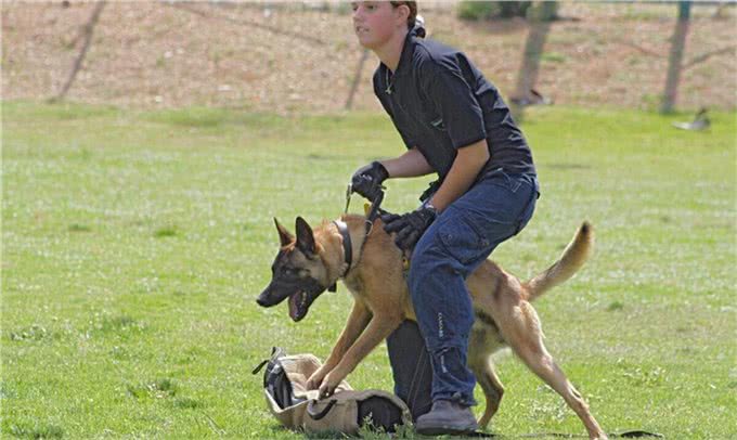 你知道马里努阿犬是中国等国家的军警界的犬吗?