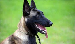 你知道马里努阿犬是中国等国家的军警界的犬吗?