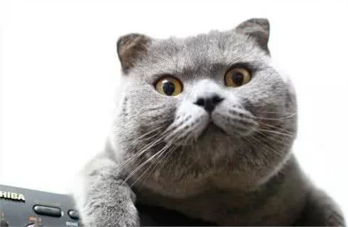 你听过狗子最响亮的名字是啥?这些名字我能笑个三天三夜