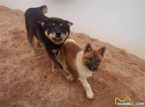 你听过狗子最响亮的名字是啥?这些名字我能笑个三天三夜