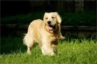 你听过狗子最响亮的名字是啥?这些名字我能笑个三天三夜