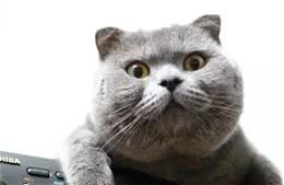 你听过狗子最响亮的名字是啥?这些名字我能笑个三天三夜