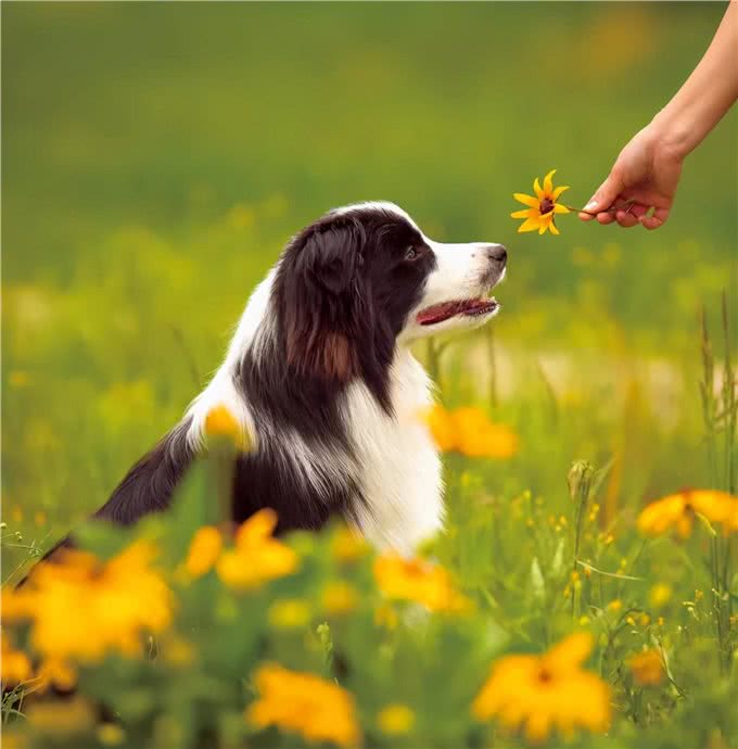 狗狗的日常生活如何照顾，你了解吗?