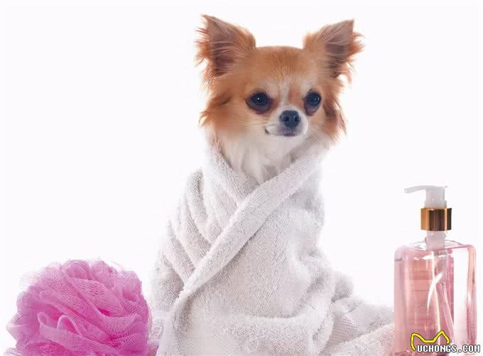 狗狗的日常生活如何照顾，你了解吗?