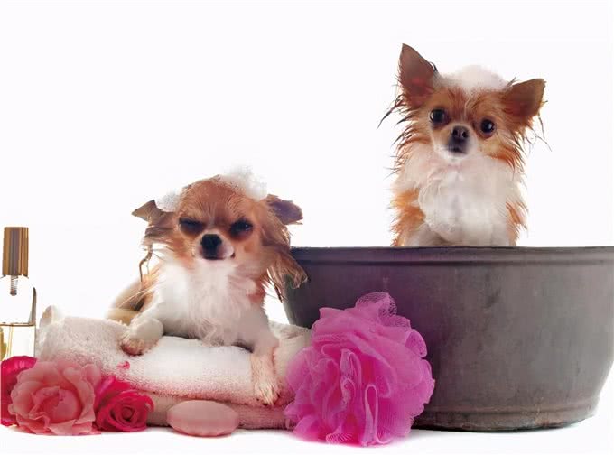 狗狗的日常生活如何照顾，你了解吗?