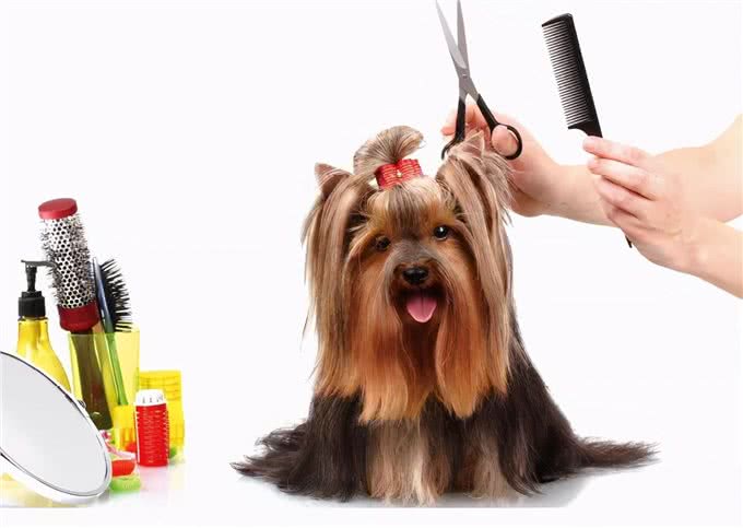 狗狗的日常生活如何照顾，你了解吗?