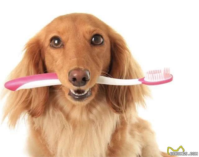 狗狗的日常生活如何照顾，你了解吗?