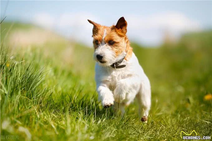 狗狗心脏病高发?别急，这些知识让你成为狗狗的守护神!