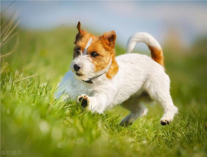 狗狗心脏病高发?别急，这些知识让你成为狗狗的守护神!