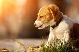 狗狗心脏病高发?别急，这些知识让你成为狗狗的守护神!