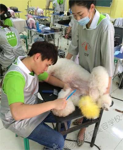 在北京宠物美容培训多少钱
