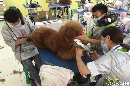 在北京宠物美容培训多少钱