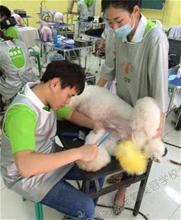 在北京宠物美容培训多少钱