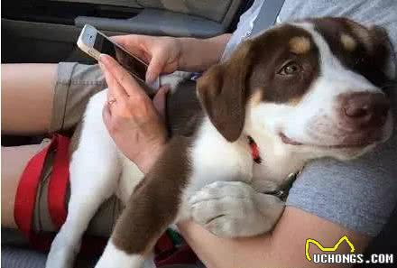 上班族想养宠的看看，兽医诠释