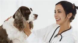 上班族想养宠的看看，兽医诠释