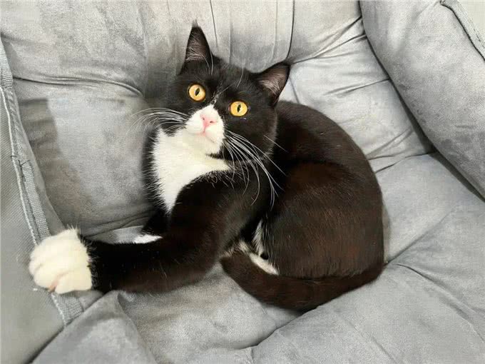 一只流浪猫主动来到家门口求助，这颜值让网友齐呼捡到宝了!