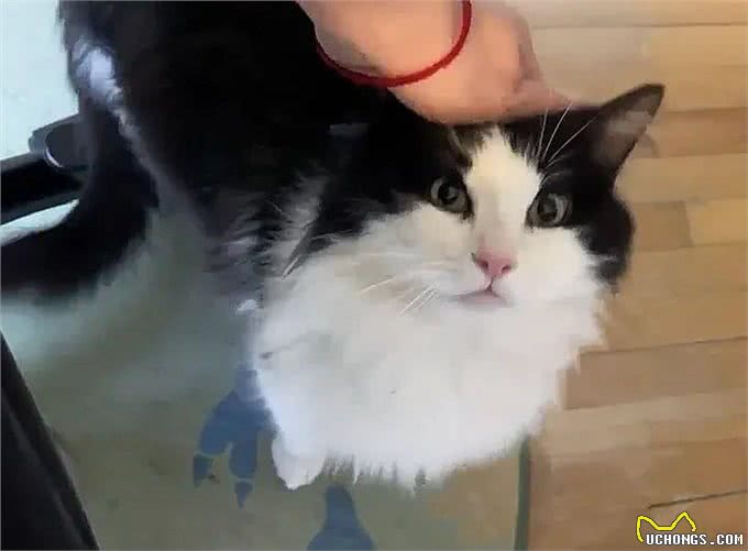 一只流浪猫主动来到家门口求助，这颜值让网友齐呼捡到宝了!