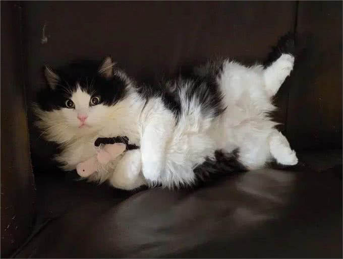 一只流浪猫主动来到家门口求助，这颜值让网友齐呼捡到宝了!