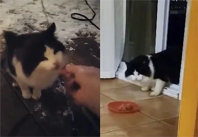 一只流浪猫主动来到家门口求助，这颜值让网友齐呼捡到宝了!