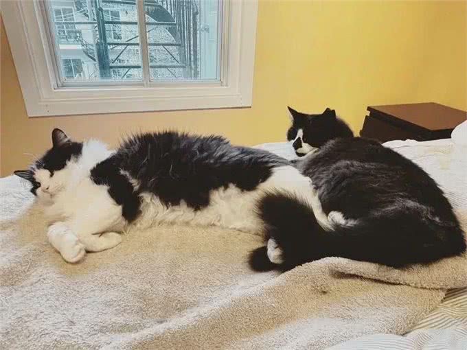 一只流浪猫主动来到家门口求助，这颜值让网友齐呼捡到宝了!