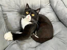 一只流浪猫主动来到家门口求助，这颜值让网友齐呼捡到宝了!