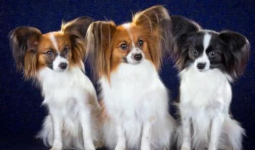 蝴蝶犬有泪痕怎么办?只要做好这7件事，就能跟泪痕说拜拜