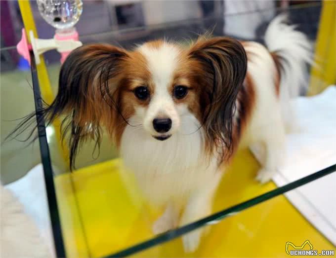 蝴蝶犬有泪痕怎么办?只要做好这7件事，就能跟泪痕说拜拜