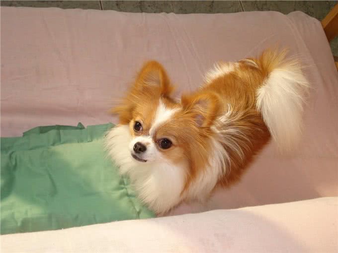 蝴蝶犬有泪痕怎么办?只要做好这7件事，就能跟泪痕说拜拜