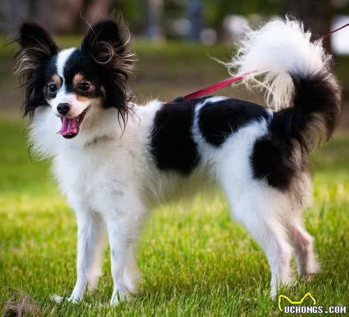 蝴蝶犬有泪痕怎么办?只要做好这7件事，就能跟泪痕说拜拜