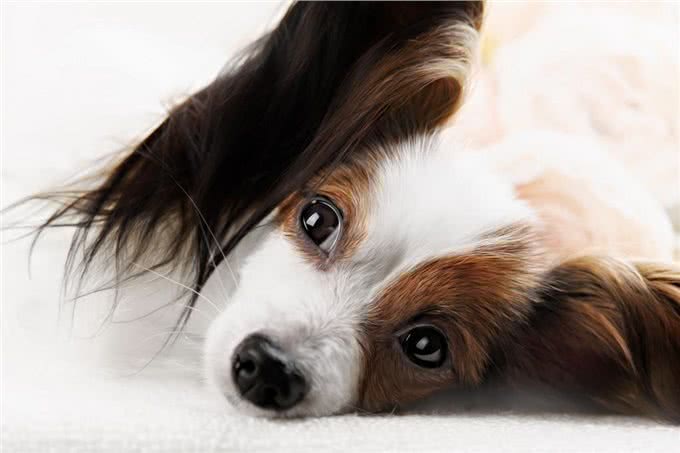 蝴蝶犬有泪痕怎么办?只要做好这7件事，就能跟泪痕说拜拜