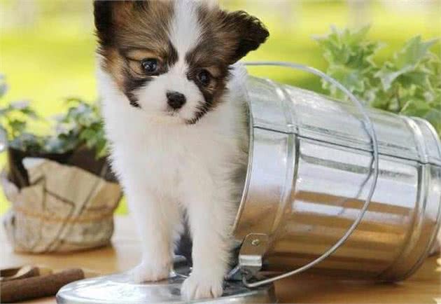 蝴蝶犬有泪痕怎么办?只要做好这7件事，就能跟泪痕说拜拜