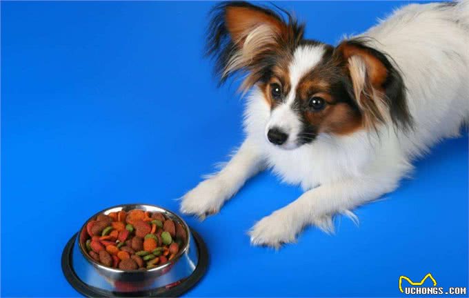 蝴蝶犬有泪痕怎么办?只要做好这7件事，就能跟泪痕说拜拜