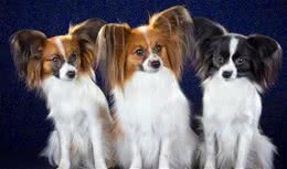 蝴蝶犬有泪痕怎么办?只要做好这7件事，就能跟泪痕说拜拜